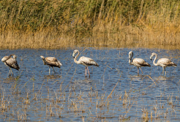 Van, Turkey - at the border with Iran, Van and its wonderful lake are splendid places to visit, with a stunning wildlife. Here in particular a colony of flamingos