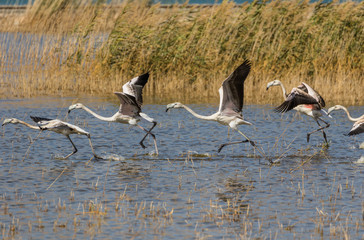 Van, Turkey - at the border with Iran, Van and its wonderful lake are splendid places to visit, with a stunning wildlife. Here in particular a colony of flamingos