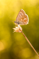 Mariposas larvas moscas en ramas verdes y atardecer dobles parejas mosquitos y halos vida ramitas