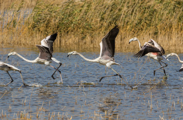 Van, Turkey - at the border with Iran, Van and its wonderful lake are splendid places to visit, with a stunning wildlife. Here in particular a colony of flamingos