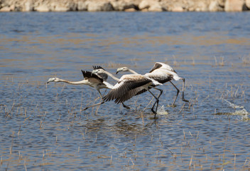 Van, Turkey - at the border with Iran, Van and its wonderful lake are splendid places to visit, with a stunning wildlife. Here in particular a colony of flamingos