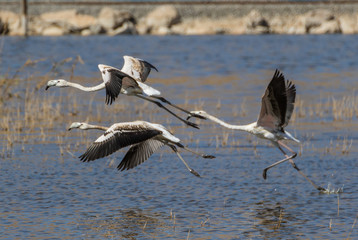 Van, Turkey - at the border with Iran, Van and its wonderful lake are splendid places to visit, with a stunning wildlife. Here in particular a colony of flamingos