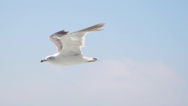 a seagull flying over the sea in slow motion 