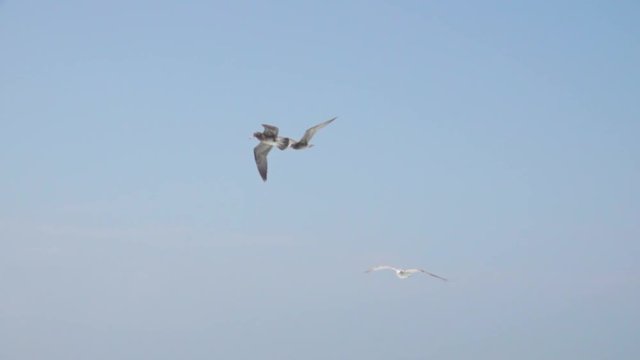 seagulls flying over the sea eating food thrown from a boat in slow motion