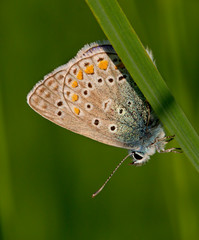 Butterfly Lycaenidae close-up
