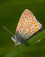 Obraz na płótnie Canvas Butterfly Lycaenidae close-up