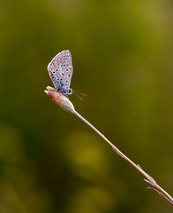Mariposas larvas moscas en ramas verdes y atardecer dobles parejas mosquitos y halos vida ramitas