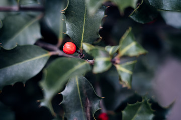 Close up of evergreen ilex holly branches with red berries, thorny leaves and blurry background, a...