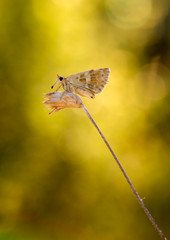 Mariposas larvas moscas en ramas verdes y atardecer dobles parejas mosquitos y halos vida ramitas