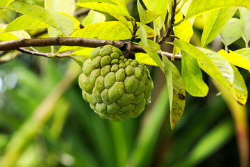 Sugar apple at garden