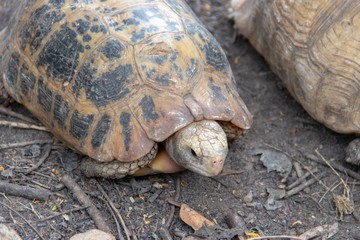 Closeup youth African spurred tortoise resting in the garden. It’s the third-largest species of tortoise in the world call Sulcata tortoise.