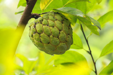 Sugar apple at garden