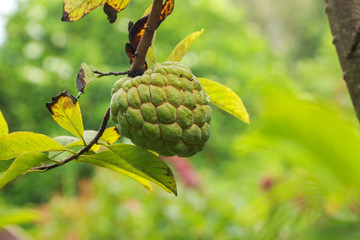 Fototapeta premium Sugar apple at garden