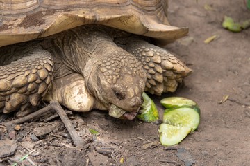 Obraz premium Closeup African spurred tortoise eating cucumbers in the garden. It’s the third-largest species of tortoise in the world call Sulcata tortoise.