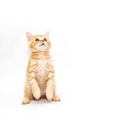 little ginger kitten. On a white background.