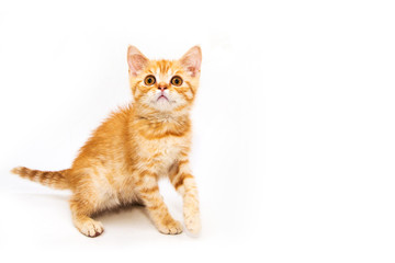 Fototapeta na wymiar little ginger kitten. On a white background.