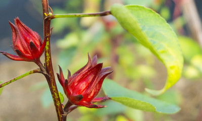 Hibiscus sabdariffa or roselle fruits flower in farm,for juice roselle tea,herbal and medicines,sweet and sour