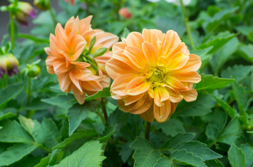 Orange dahlia flower have green pollen is blooming at dahlia garden in autumn winter,beautiful background