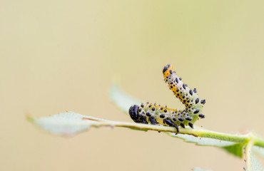 Mariposas larvas moscas en ramas verdes y atardecer dobles parejas mosquitos y halos vida ramitas