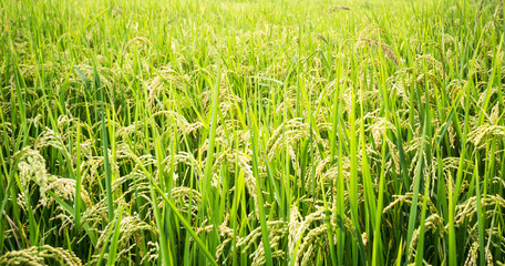Golden rice paddy ready for harvest
