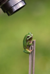Europäischer Laubfrosch