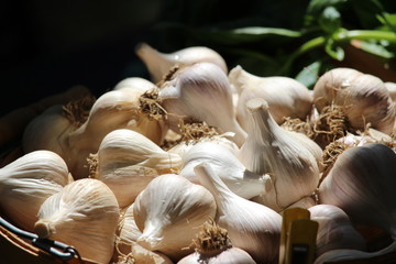 Garlic Bulbs in Basket at Market