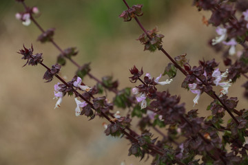 Sweet basil at garden