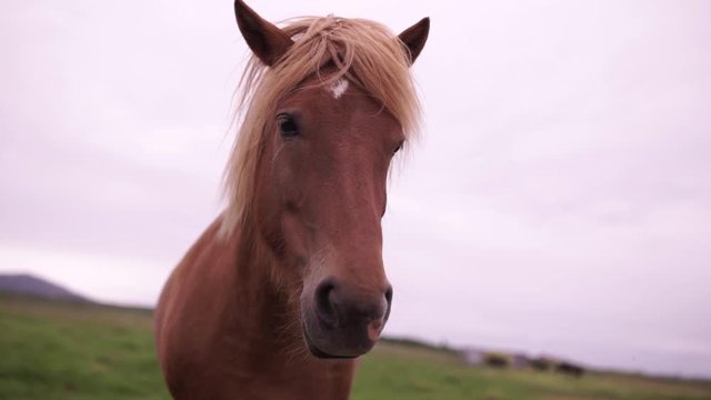 Close up panning shot of face of Icelandic horse