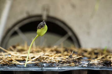 growing vegetable plant seed in plastic box pots