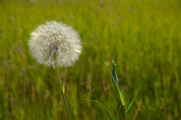 Fototapeta na wymiar White fluffy flower on the background of green grass