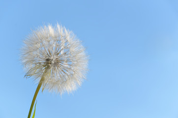 White fluffy flower on the background of the cloudless sky