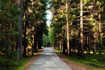 View of forest road at sunset.