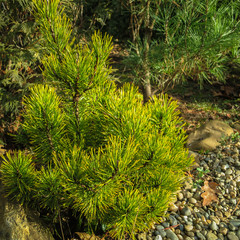 Golden cultivar dwarf mountain pine Pinus mugo Ophir in the sunny winter day.