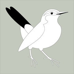  robin  bird , vector illustration ,  lining draw ,profile