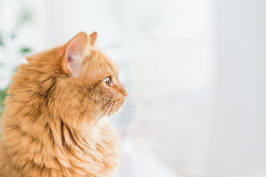 red cat with yellow eyes looking out the window, the cat in profile copy space
