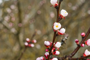 almond blossosms at springtime