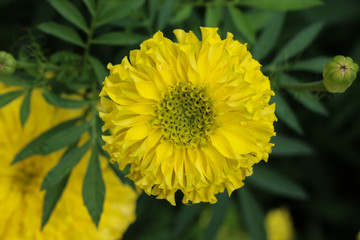 African marigold at garden