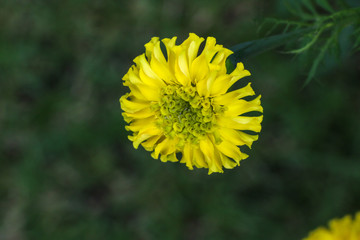 African marigold at garden