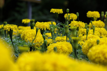 African marigold at garden
