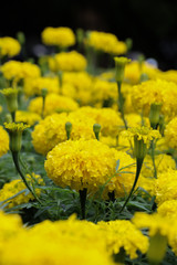 African marigold at garden