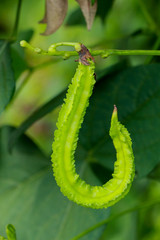 Fototapeta premium Winged bean at garden