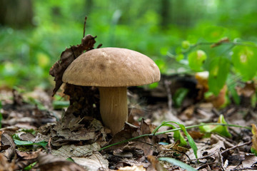 Porcini mushroom grows on the forest floor at autumn season..