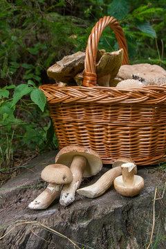 Several porcini mushrooms (Boletus edulis, cep, penny bun, porcino or king bolete) and wicker basket on wooden background..