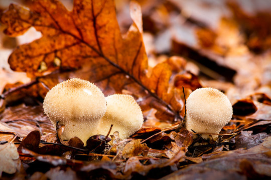 Mushrooms in the woods in the fall among the wet twigs and yellow fallen leaves. Lycoperdon perlatum. Puffball.