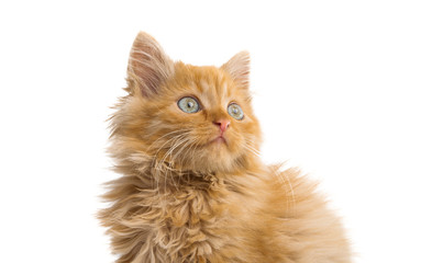 red kitten isolated