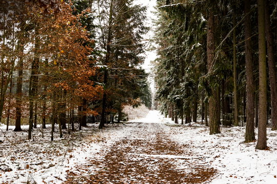 Winter in Czech forest. Cloudy day. - Powered by Adobe