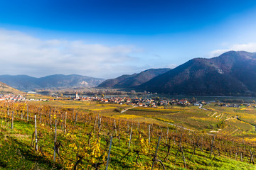 Weissenkirchen. Wachau valley. Lower Austria. Autumn colored leaves and vineyards on a sunny day.