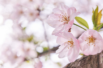 桜の花　三輪　マクロ　花びら　アップ