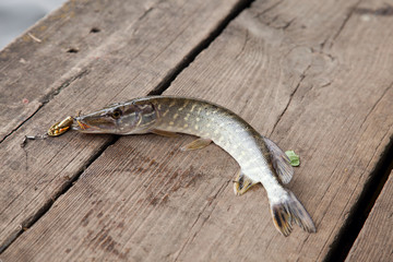 Close up view of big freshwater pike with fishing bait in mouth lies on vintage wooden background..