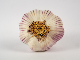 The bottom part of the garlic head.